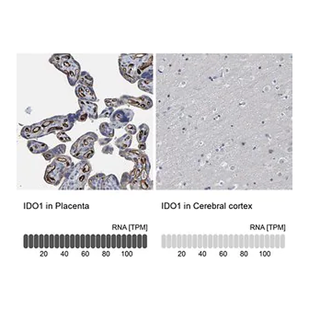 Merck Anti-IDO1 antibody produced in rabbit