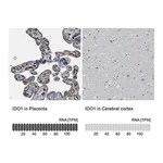 Merck Anti-IDO1 antibody produced in rabbit