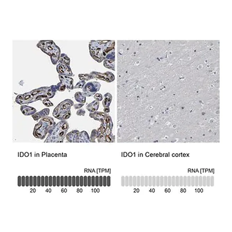 Merck Anti-IDO1 antibody produced in rabbit