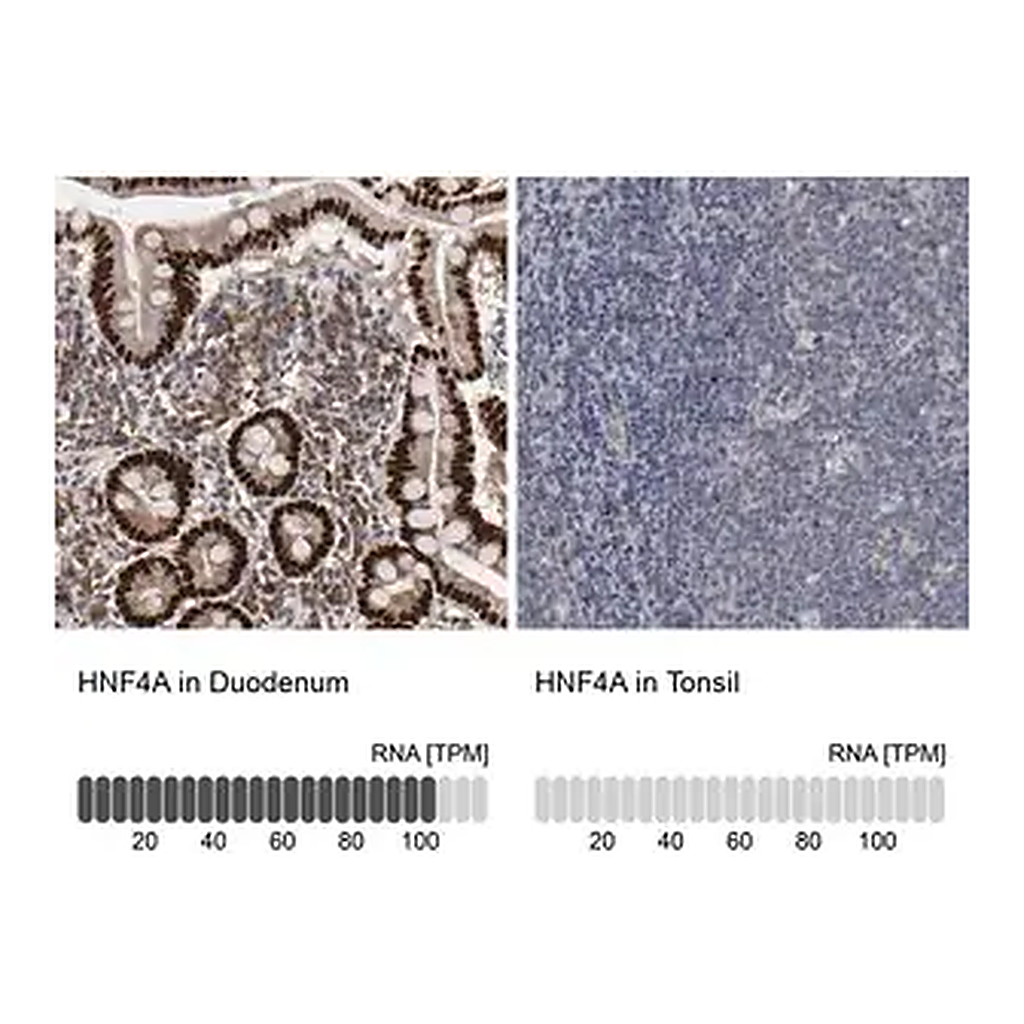 Merck Anti-HNF4A antibody produced in rabbit