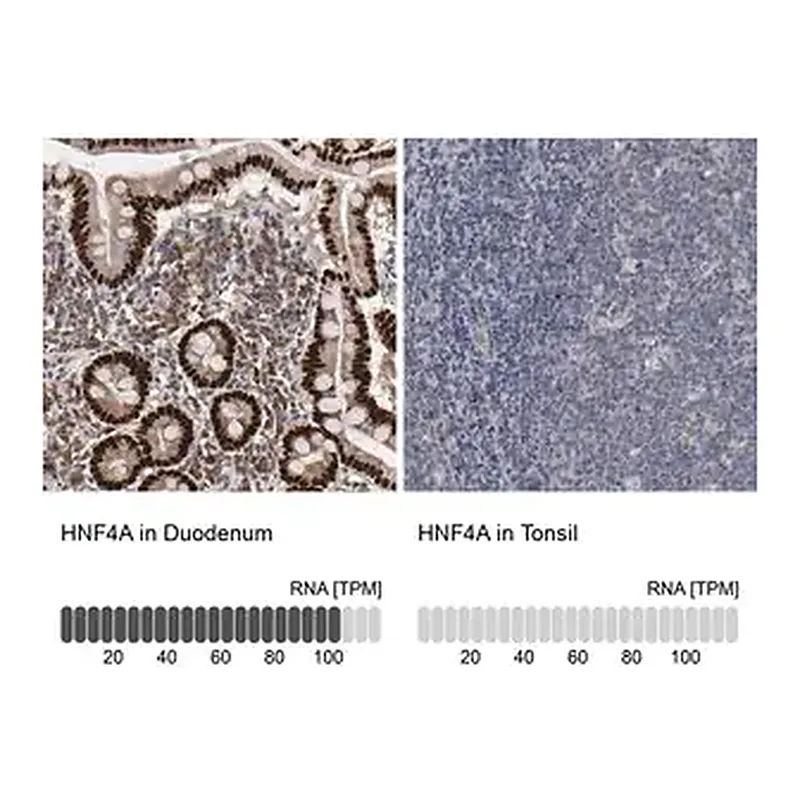 Merck Anti-HNF4A antibody produced in rabbit