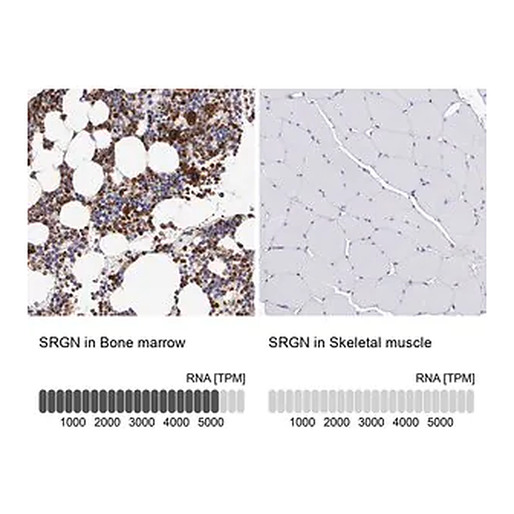 Merck Anti-SRGN antibody produced in rabbit
