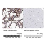 Merck Anti-SRGN antibody produced in rabbit