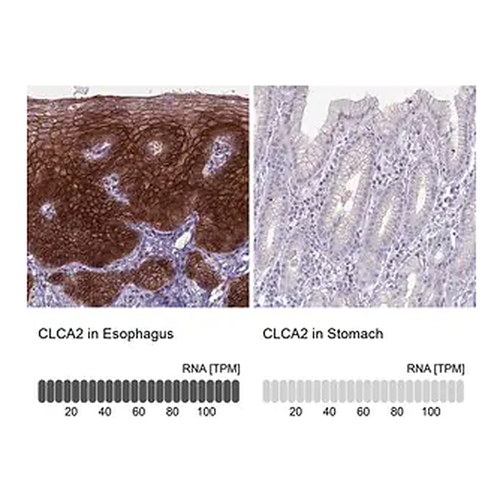 Merck Anti-CLCA2 antibody produced in rabbit