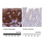 Merck Anti-CLCA2 antibody produced in rabbit