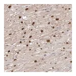 Merck Anti-TBX5 antibody produced in rabbit