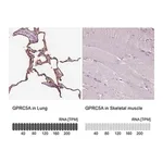 Merck Anti-GPRC5A antibody produced in rabbit