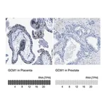 Merck Anti-GCM1 antibody produced in rabbit