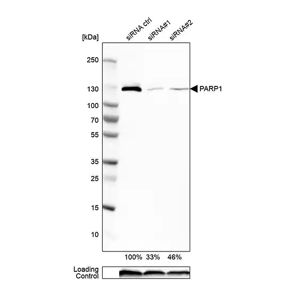 Merck Anti-PARP1 antibody produced in rabbit