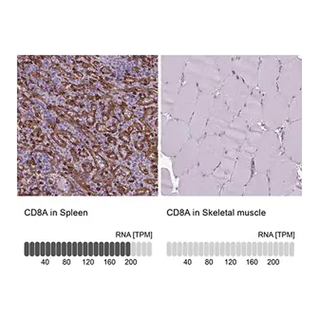 Merck Anti-CD8A antibody produced in rabbit