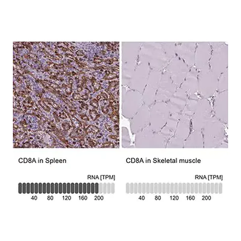 Merck Anti-CD8A antibody produced in rabbit