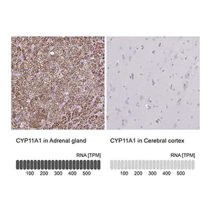 Merck Anti-CYP11A1 antibody produced in rabbit