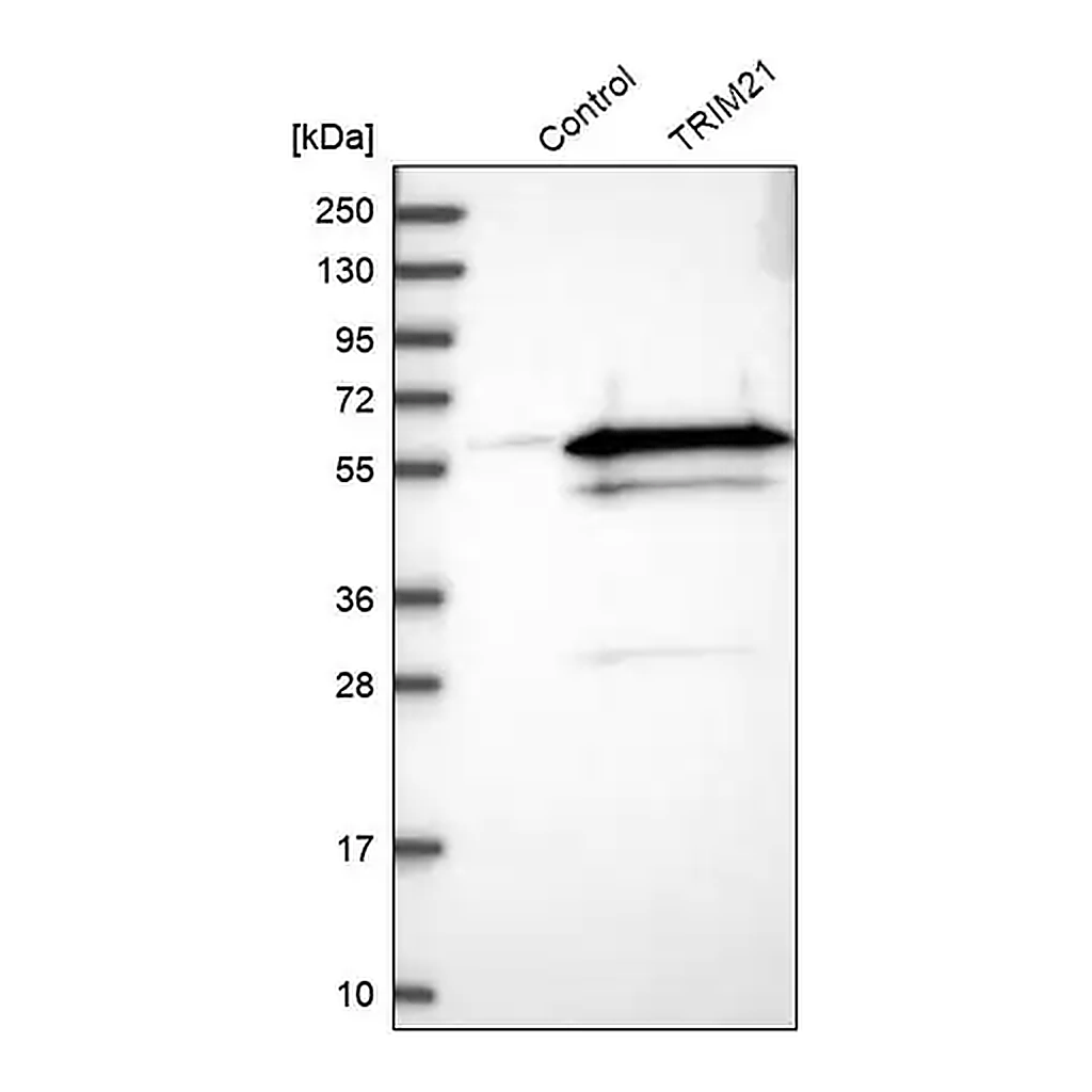 Merck Anti-TRIM21 antibody produced in rabbit