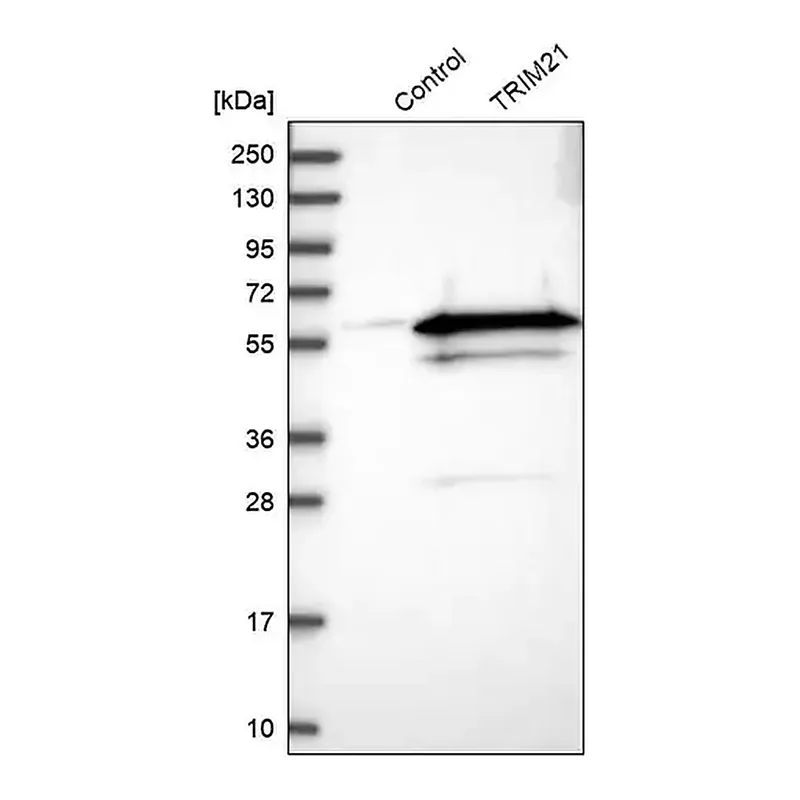 Merck Anti-TRIM21 antibody produced in rabbit