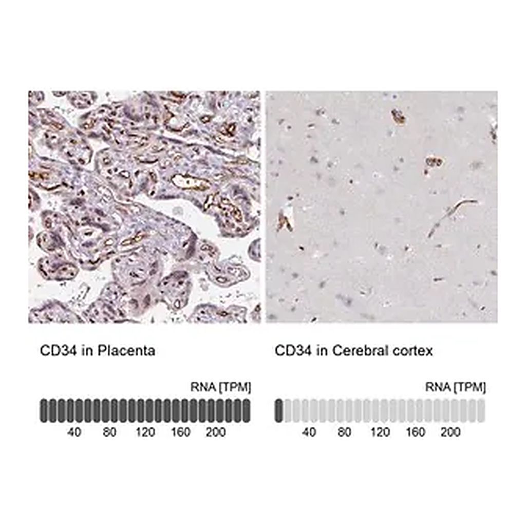 Merck Anti-CD34 antibody produced in rabbit