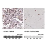 Merck Anti-CD34 antibody produced in rabbit