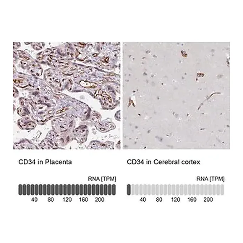 Merck Anti-CD34 antibody produced in rabbit