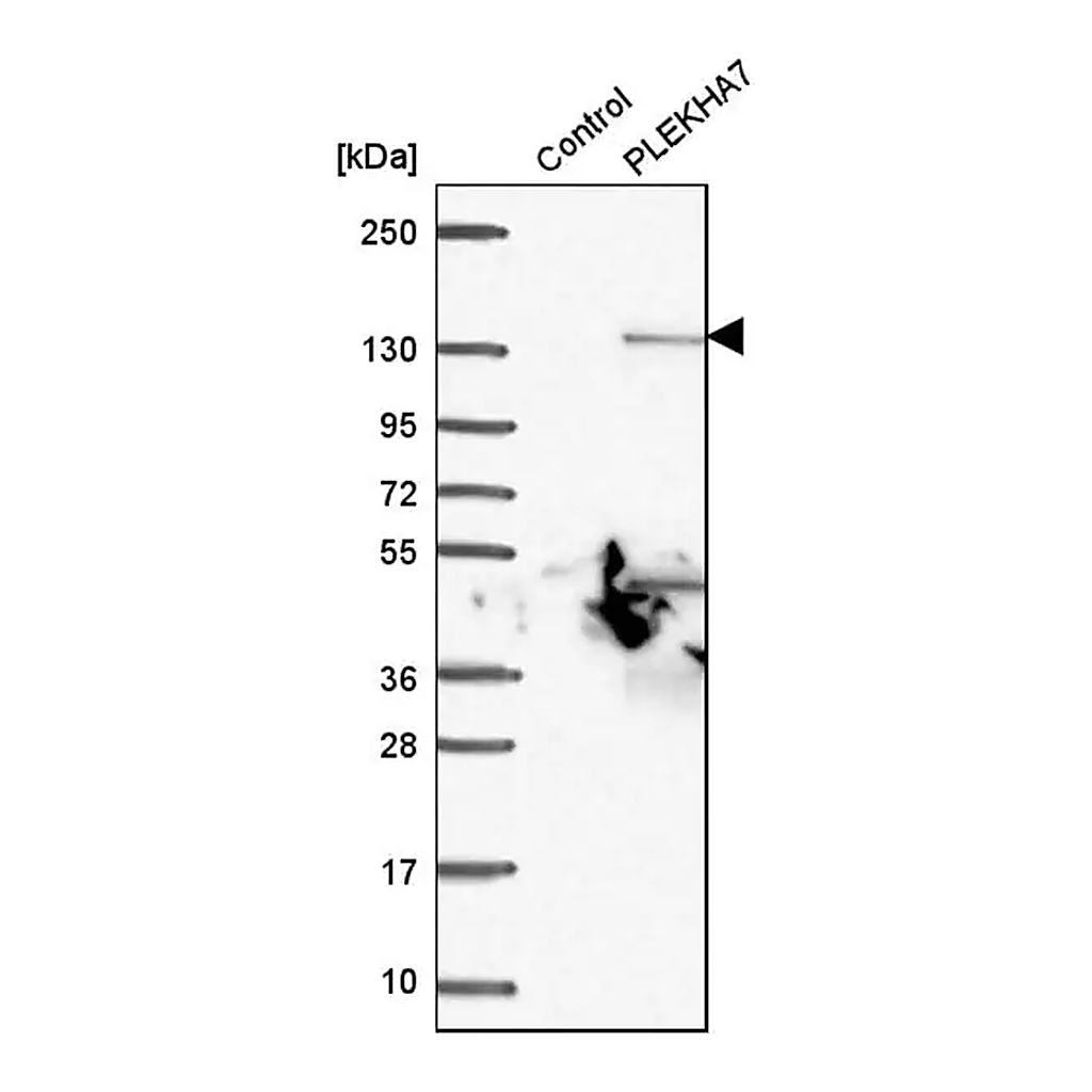 Merck Anti-PLEKHA7 antibody produced in rabbit