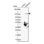 Merck Anti-PLEKHA7 antibody produced in rabbit