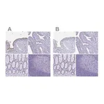 Merck Anti-CCDC39 antibody produced in rabbit