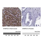 Merck Anti-MYBPC3 antibody produced in rabbit