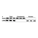 Merck Anti-SIGMAR1 antibody produced in rabbit