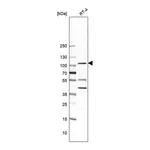 Merck Anti-UBE3A antibody produced in rabbit