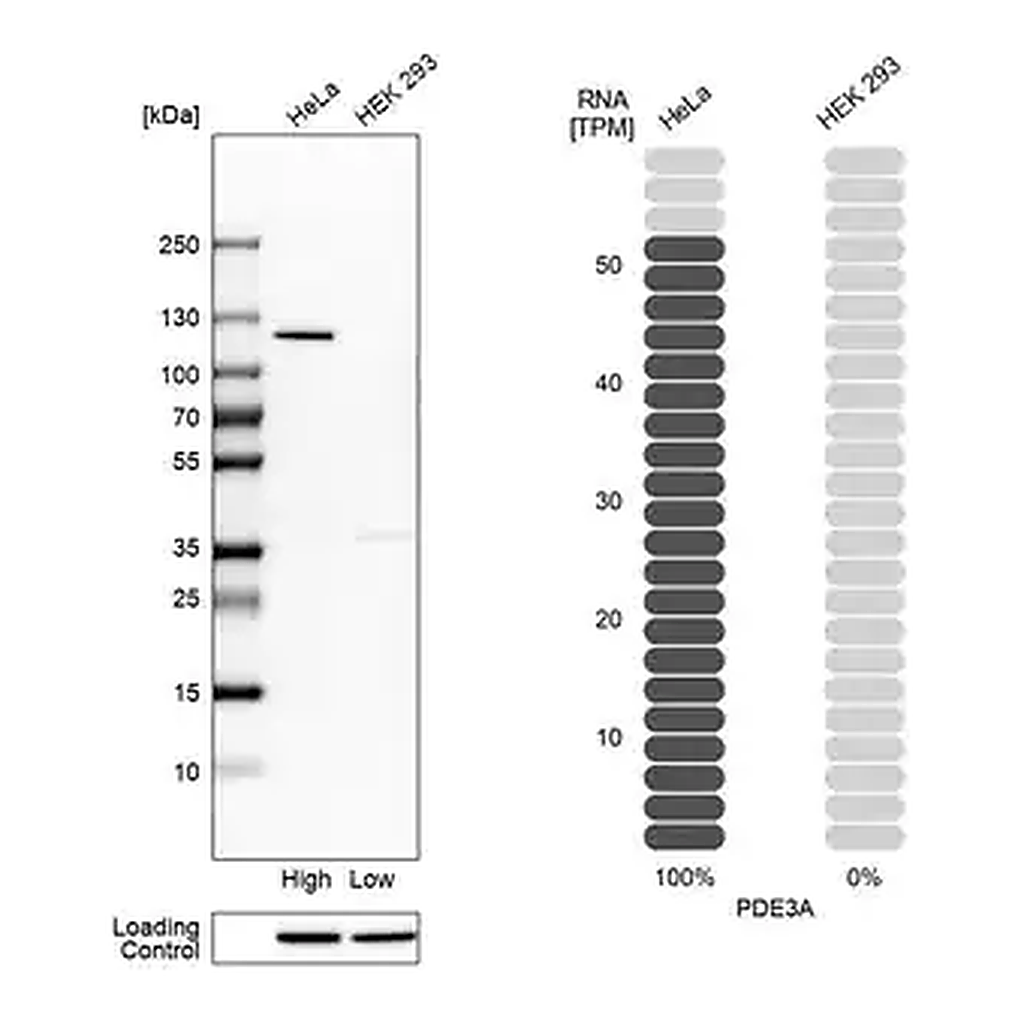 Merck Anti-PDE3A antibody produced in rabbit