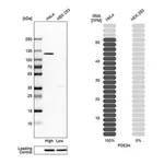 Merck Anti-PDE3A antibody produced in rabbit
