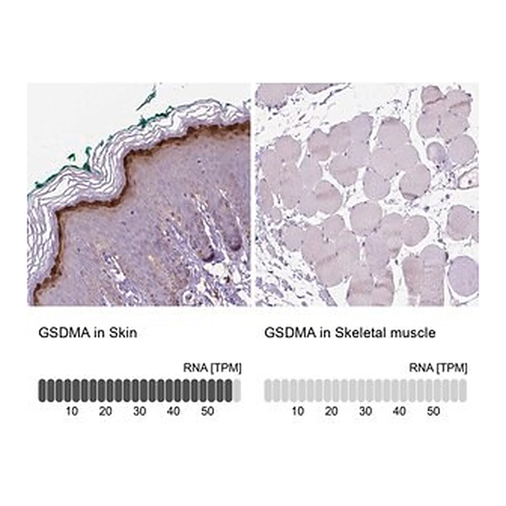 Merck Anti-GSDMA antibody produced in rabbit