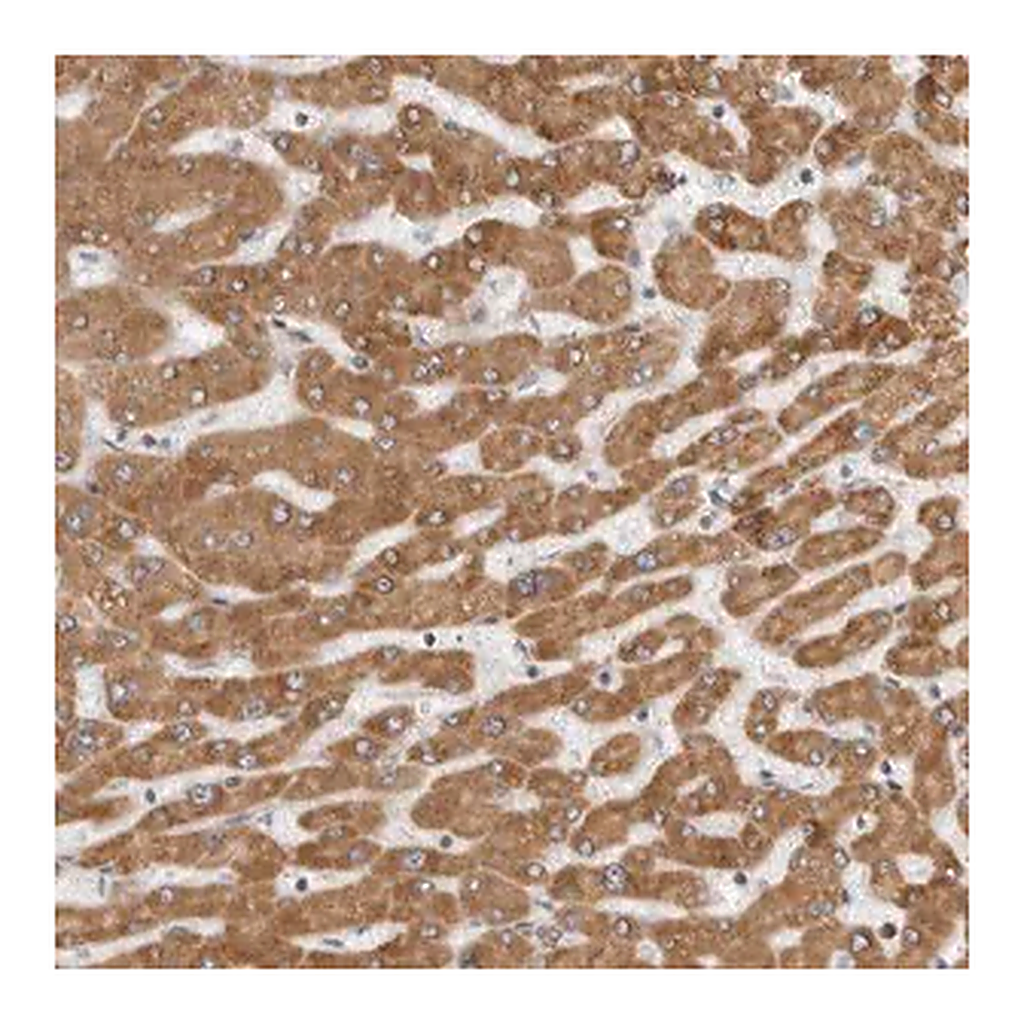 Merck Anti-CERS2 antibody produced in rabbit