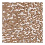 Merck Anti-CERS2 antibody produced in rabbit