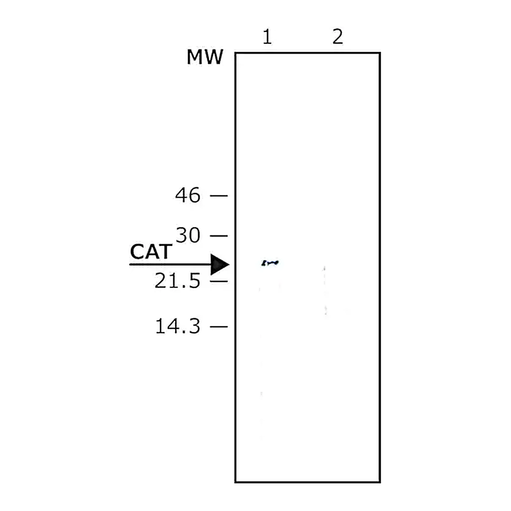 Merck Anti-Chloramphenicol Acetyl Transferase (CAT) antibody produced in rabbit