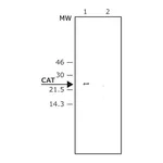 Merck Anti-Chloramphenicol Acetyl Transferase (CAT) antibody produced in rabbit