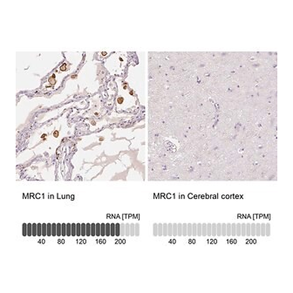 Merck Anti-MRC1 antibody produced in rabbit