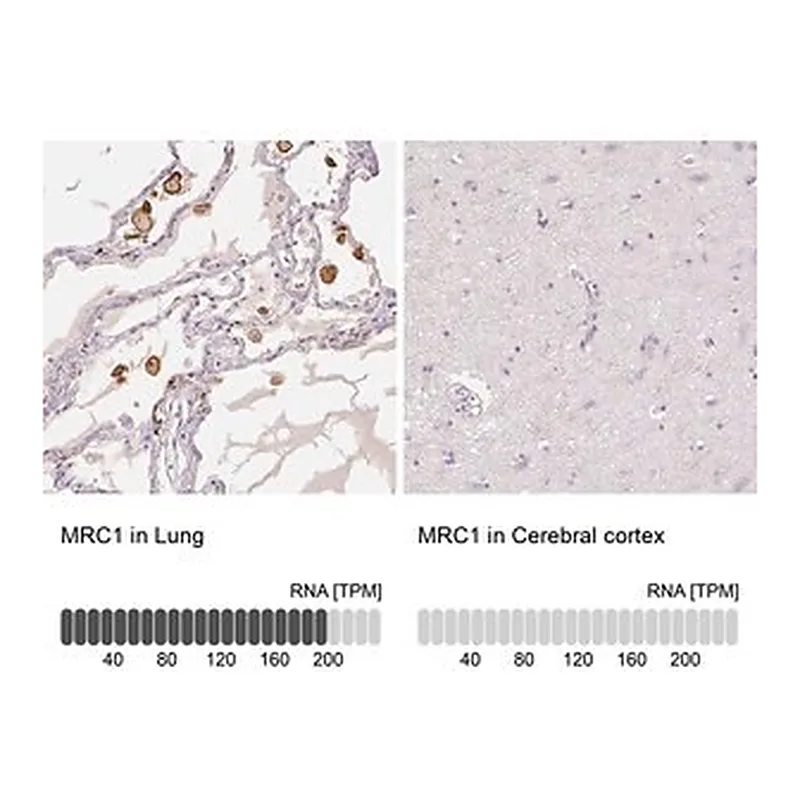 Merck Anti-MRC1 antibody produced in rabbit