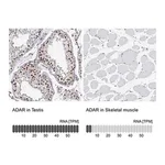 Merck Anti-ADAR antibody produced in rabbit