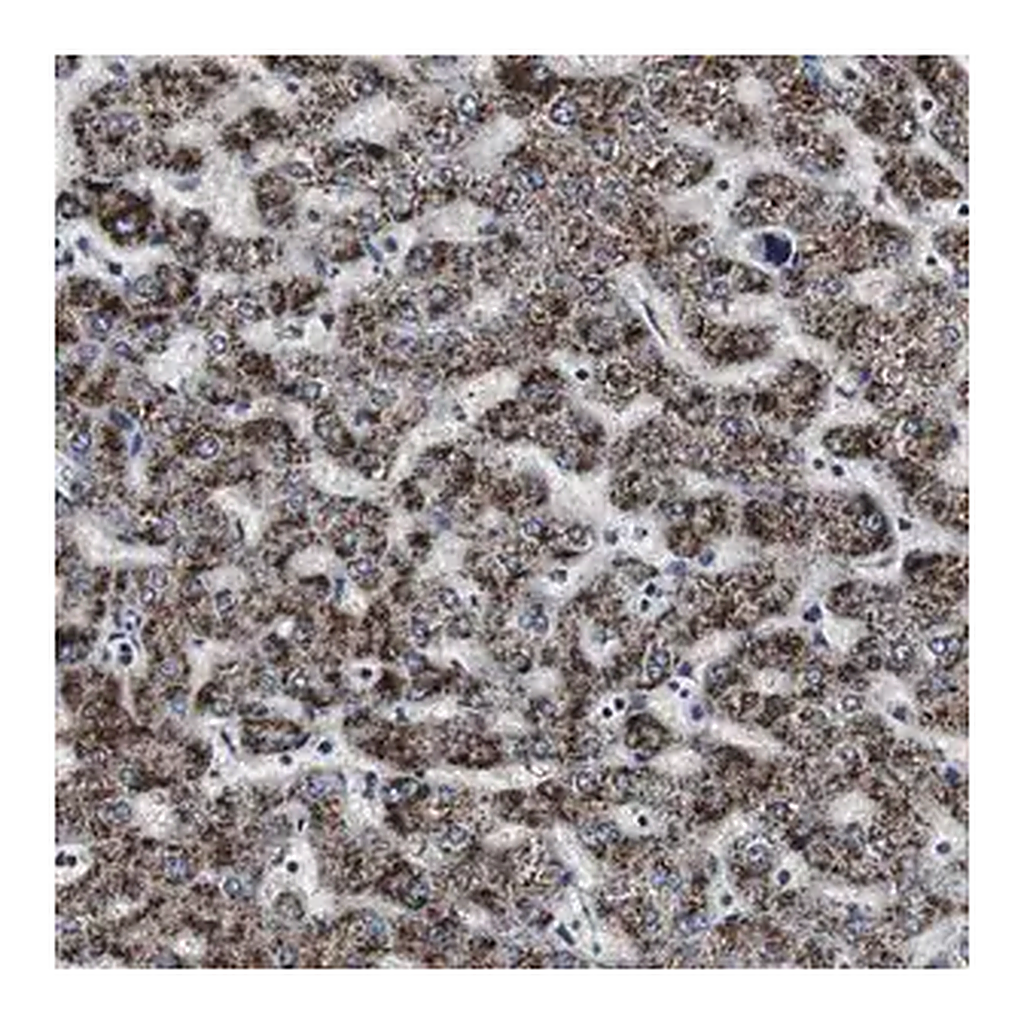 Merck Anti-ACAA1 antibody produced in rabbit