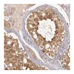 Merck Anti-BRAF antibody produced in rabbit