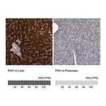 Merck Anti-FAH antibody produced in rabbit
