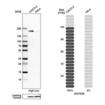 Merck Anti-ZMYND8 antibody produced in rabbit
