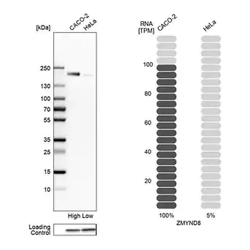 Merck Anti-ZMYND8 antibody produced in rabbit