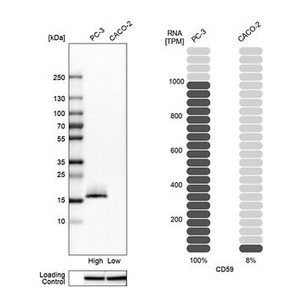 Merck Anti-CD59 antibody produced in rabbit