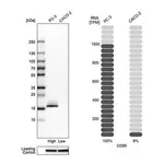 Merck Anti-CD59 antibody produced in rabbit