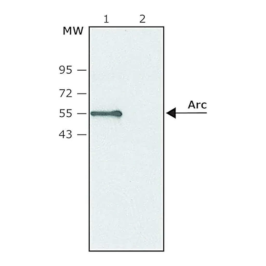 Merck Anti-Arc antibody produced in rabbit