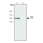 Merck Anti-Arc antibody produced in rabbit