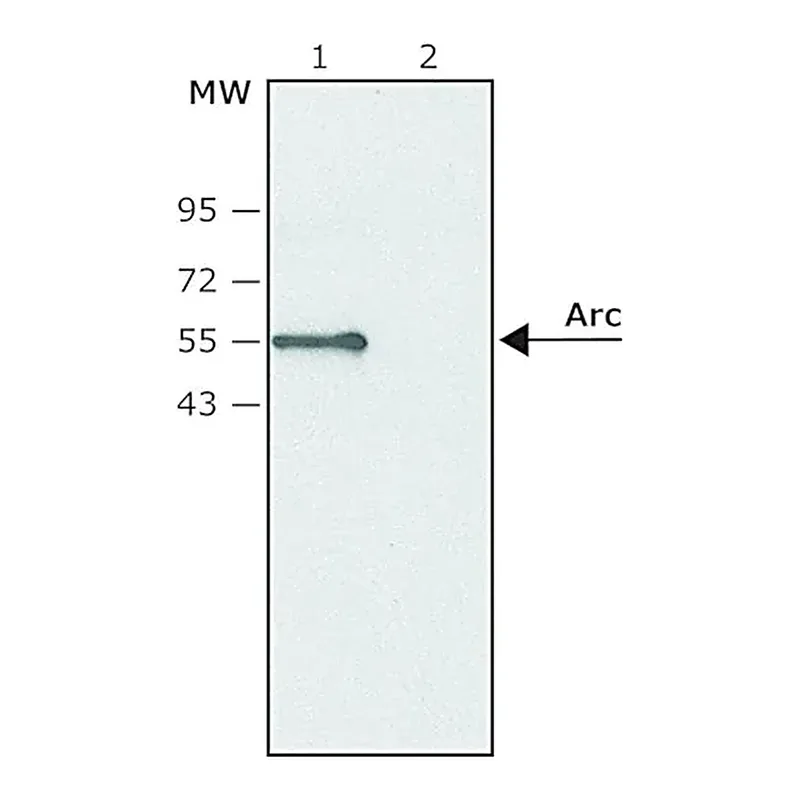 Merck Anti-Arc antibody produced in rabbit