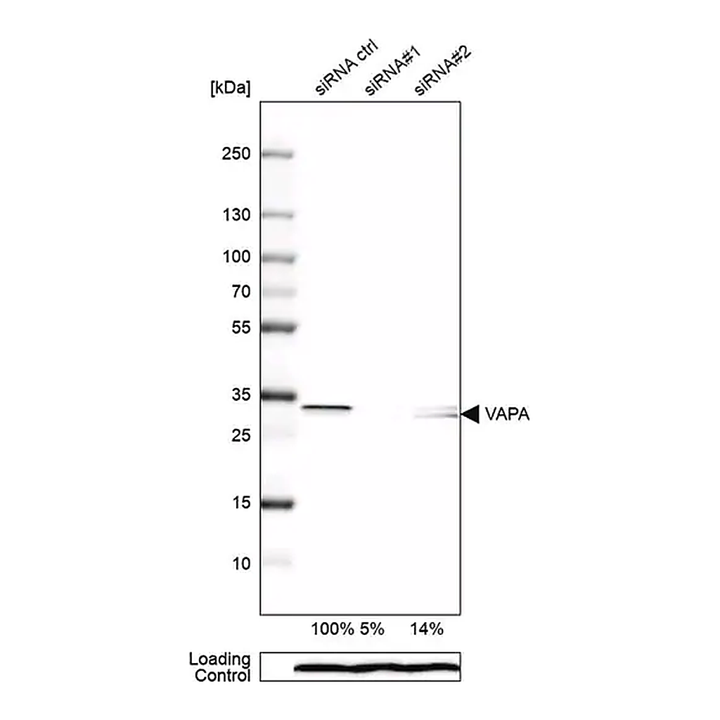 Merck Anti-VAPA antibody produced in rabbit