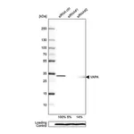 Merck Anti-VAPA antibody produced in rabbit