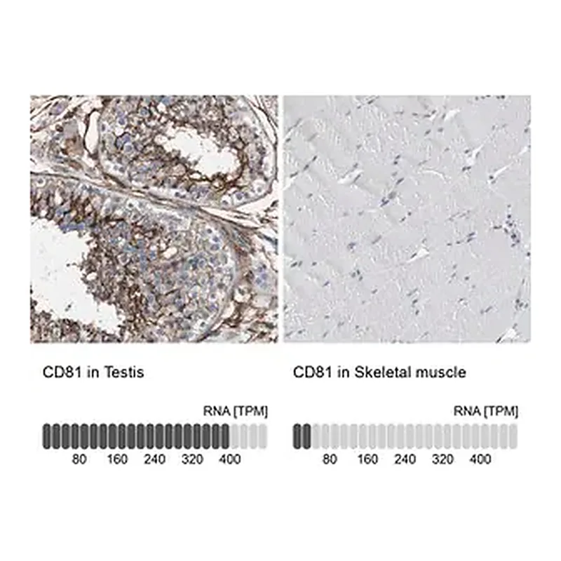 Merck Anti-CD81 antibody produced in rabbit